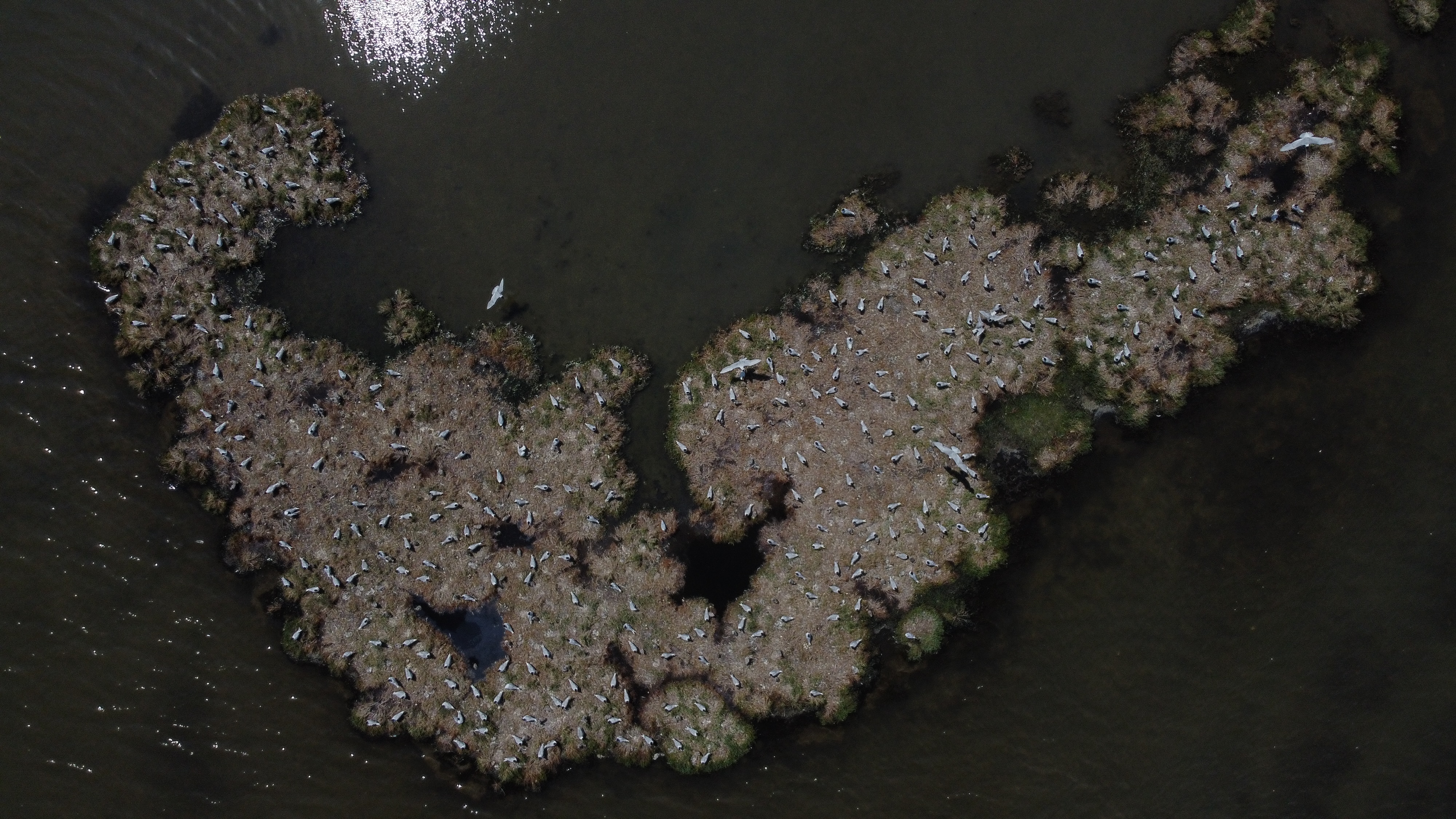 A drone image supplied from Italy of Mediterranean gulls.