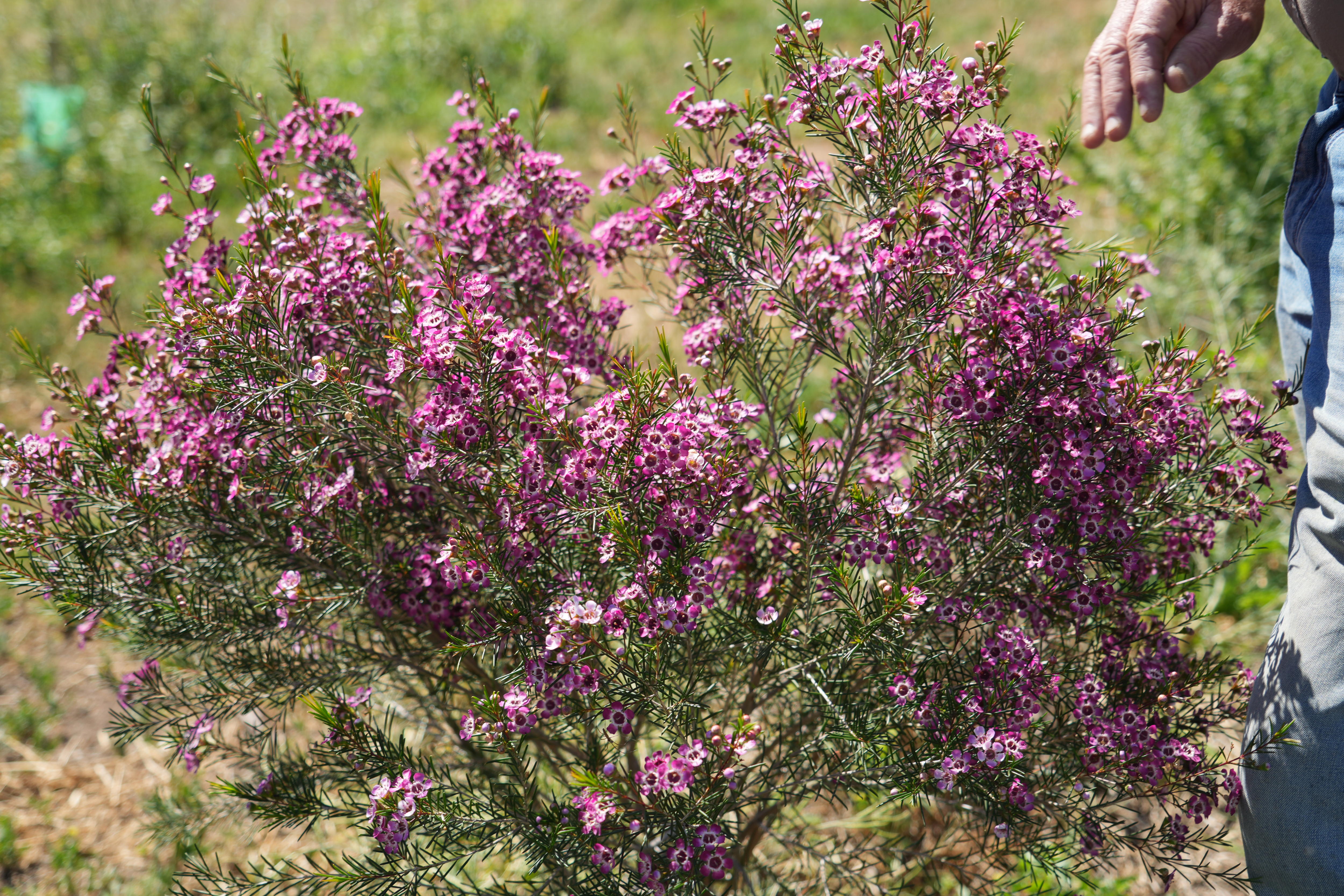 A medium sized plant blooming with pink flowers.