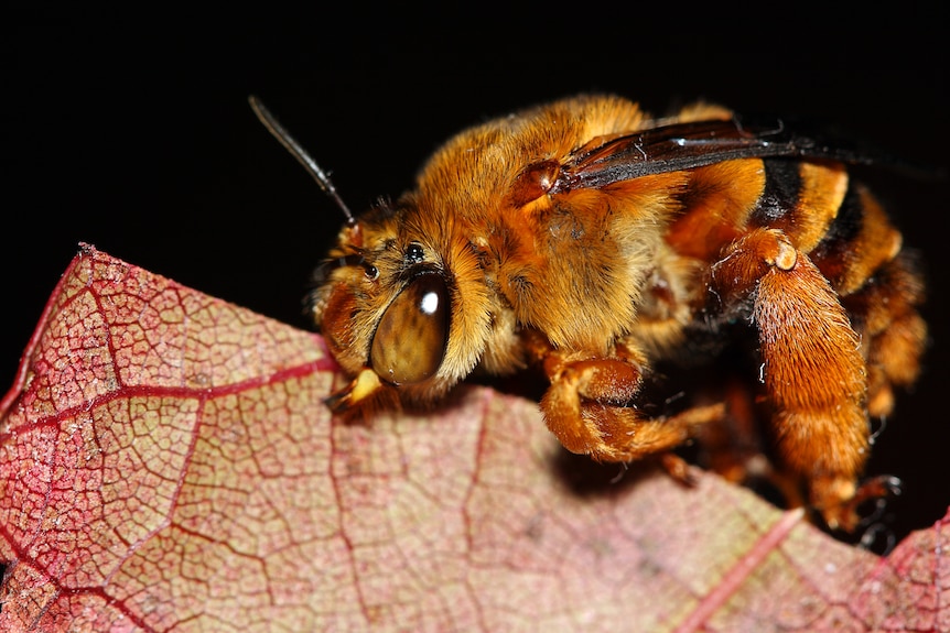 A large, furry bee.