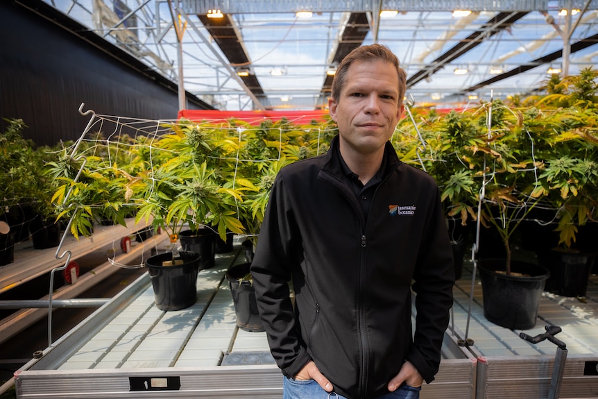 A man standing with cannabis plants.