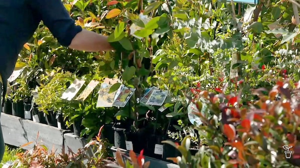 Person choosing plants at a nursery.