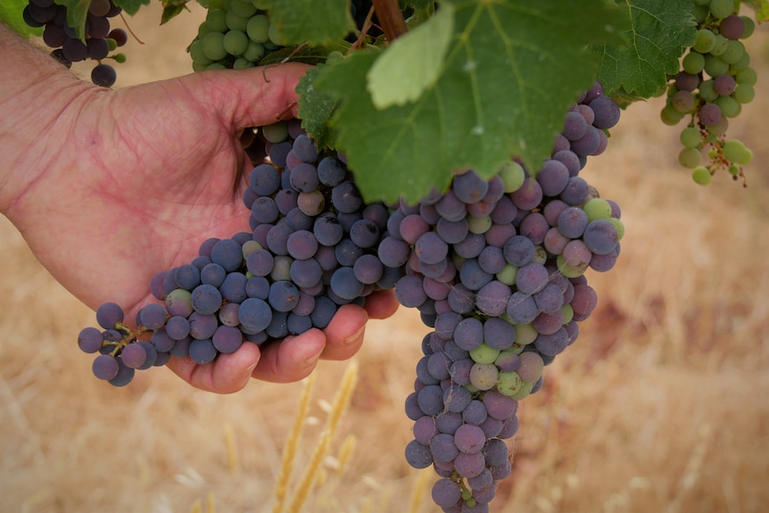 Grapes on the vine.