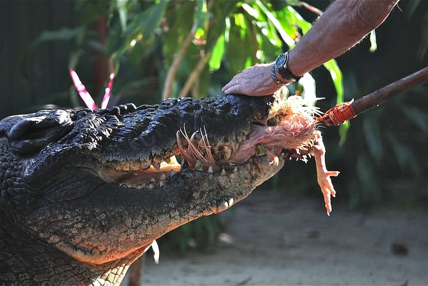 Close-up of crocodile's head with a dead chicken in its mouth and a man's hand patting his snout.