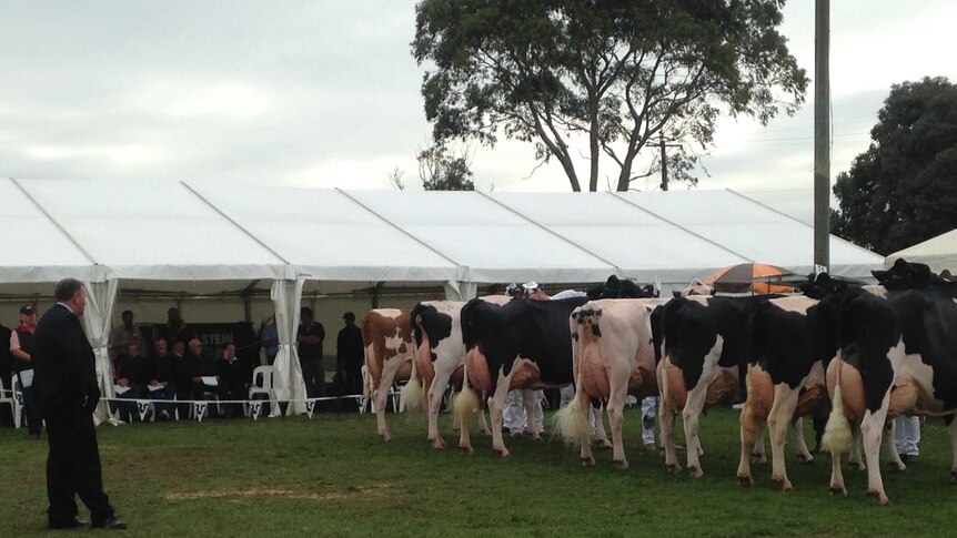 New Zealand judge David Stalker assesses udders at Mount Gambier's 50th Holstein fair.
