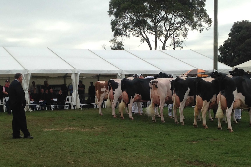 New Zealand judge David Stalker assesses udders at Mount Gambier's 50th Holstein fair.