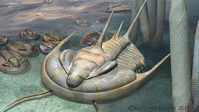 An artist impression of a trilobite on the ocean floor