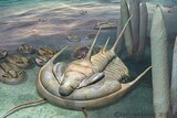 An artist impression of a trilobite on the ocean floor