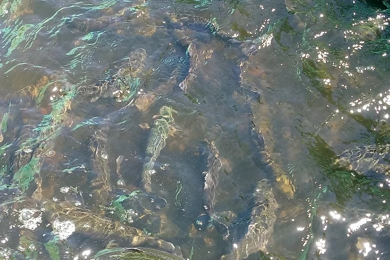 Fish swimming above pebbles.