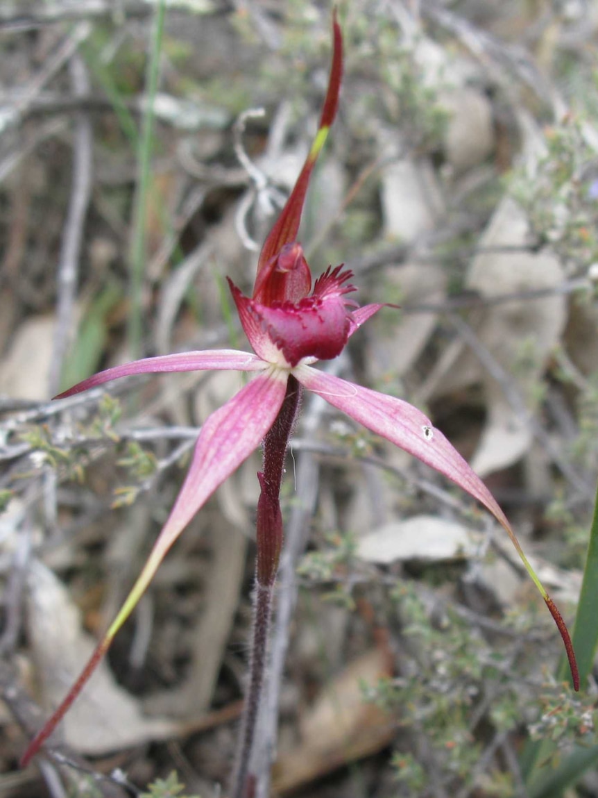 Red spidery flower in shape of cross