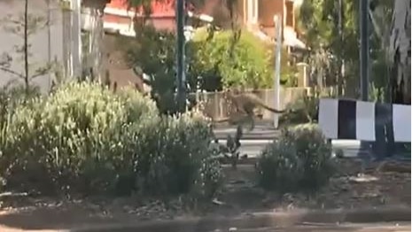 A blurry image of a kangaroo on a suburban street