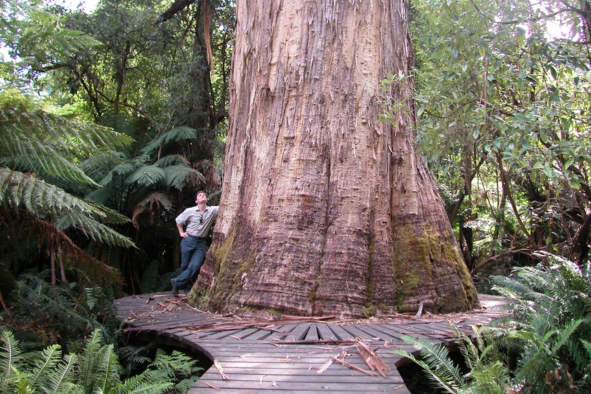 Man standing at based of giant tree with a platform around it, leaning against its trunk and looking up.