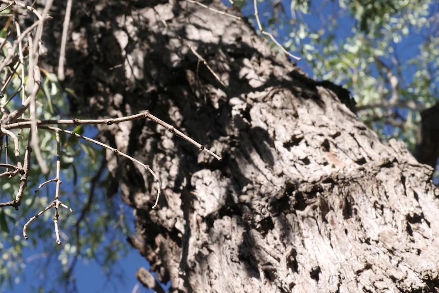 A tree trunk looking up towards branches