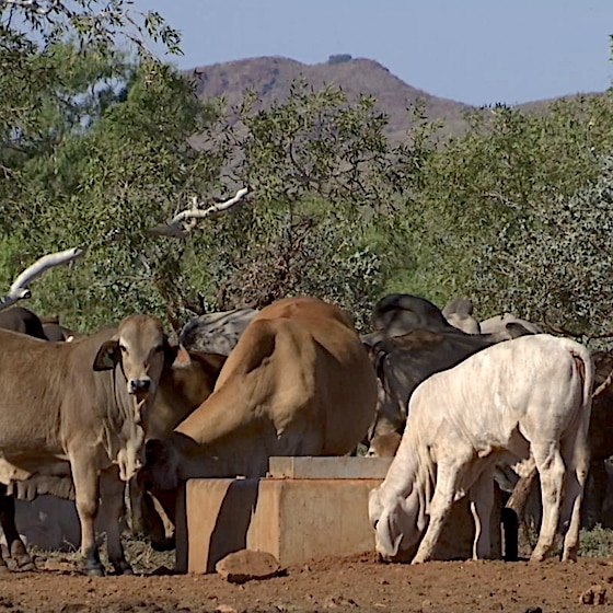 Five or six cattle drink at an outback water trough with mountains in the background