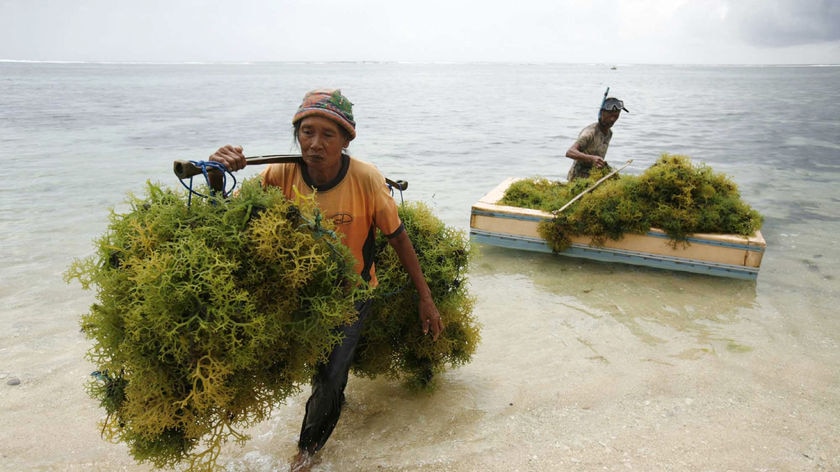 Balinese harvest seaweed from the sea at Sawangan beach.