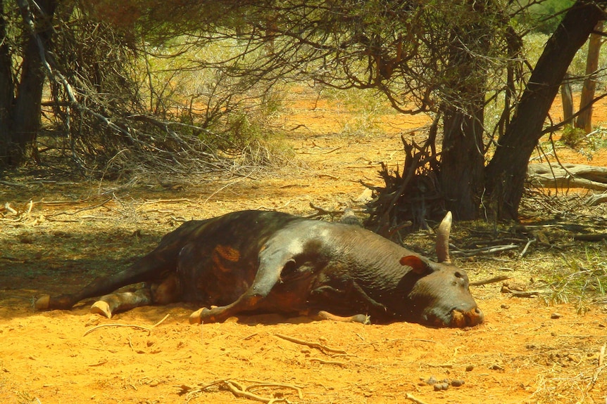 Image of a bull slumped over in the heat at Diemals Station in Western Australia's Yilgarn region.