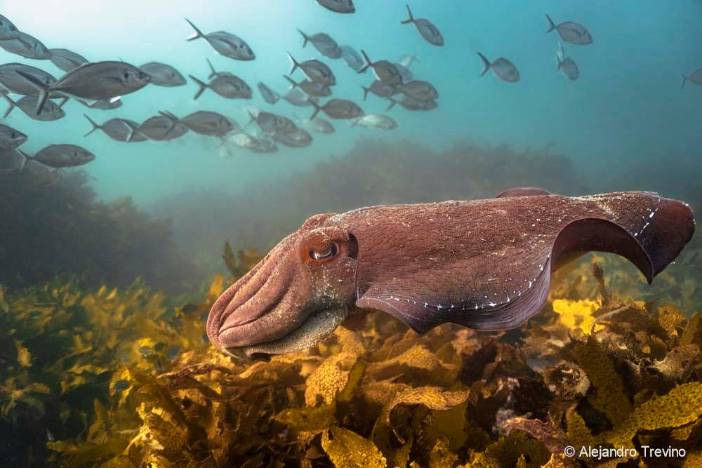 Giant cuttlefish population down by 97pc, SA count shows