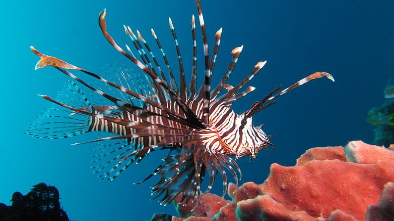 A bright red stripped lion fish swims near red coral.