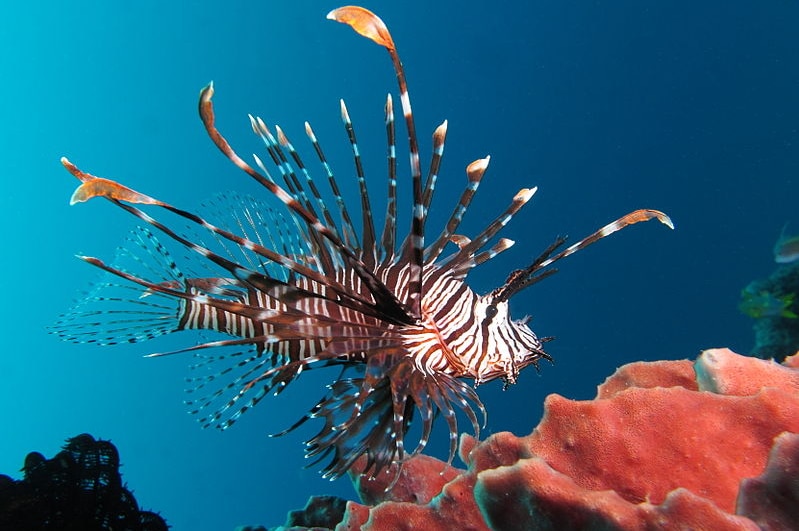A bright red stripped lion fish swims near red coral.