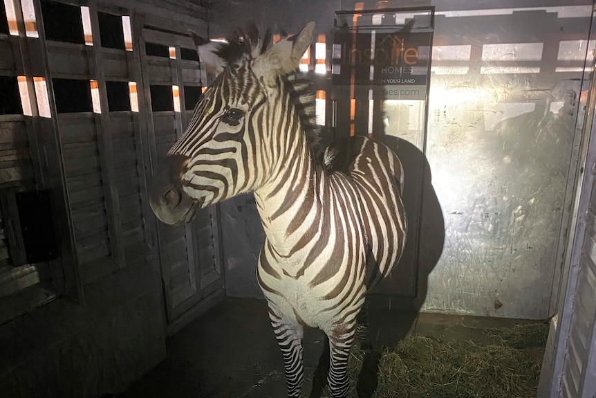 A zebra with black and white stripes, looking sideways with an eye that looks teary, standing inside a trailer