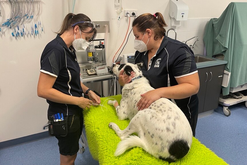 Two female vets give a medium sized white dog an injection at a veterinary practice.