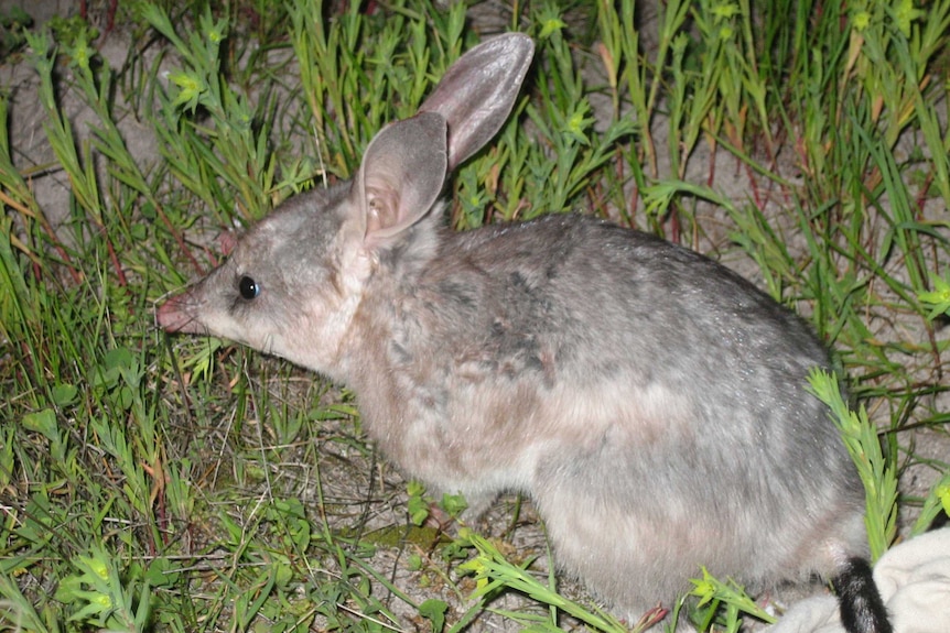 A bilby returning to its habitat after having its pouch measured.