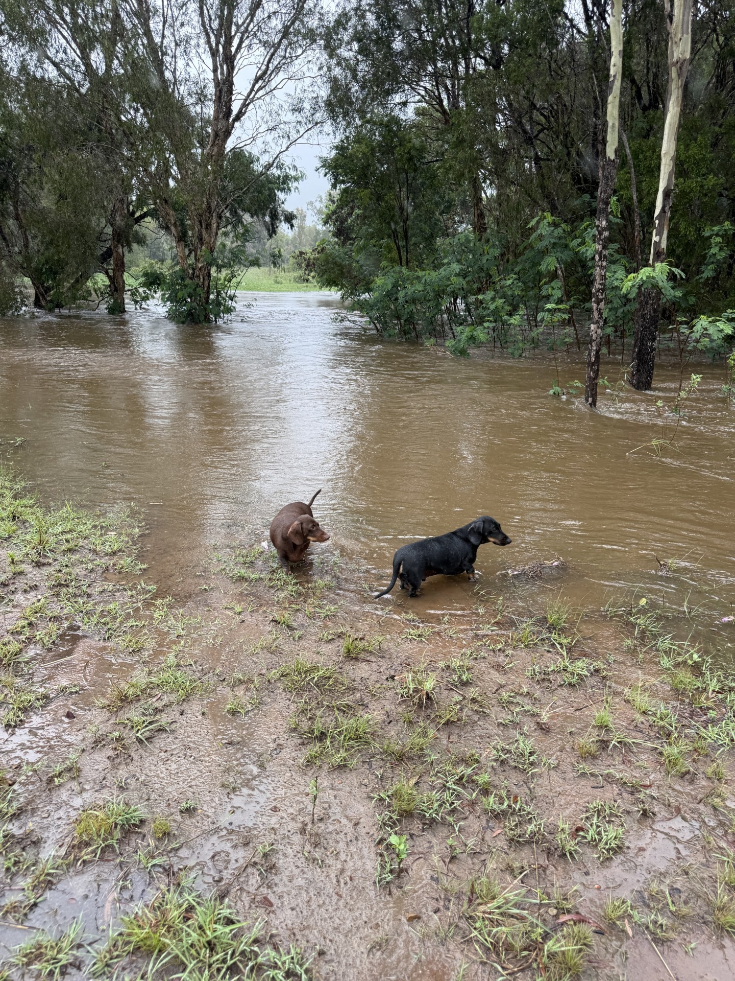 Dos perros juegan en el agua.