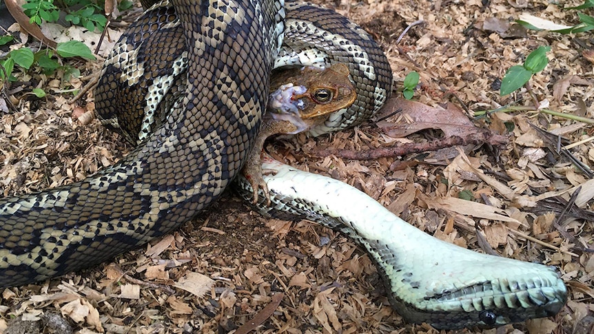 A carpet python dies while trying to kill and eat a cane toad