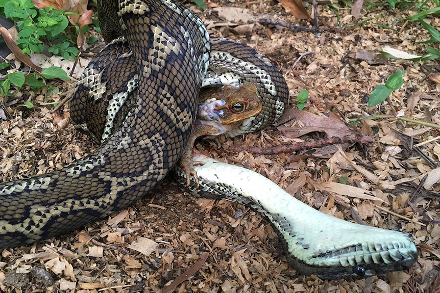A carpet python dies while trying to kill and eat a cane toad