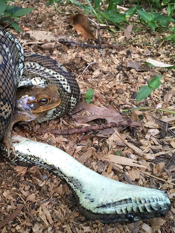 A carpet python dies while trying to kill and eat a cane toad