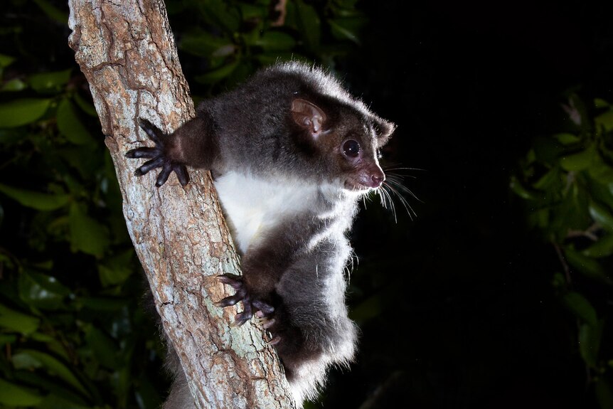 A Greater Glider.