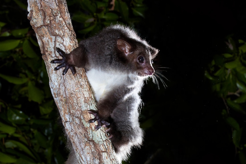 A Greater Glider.