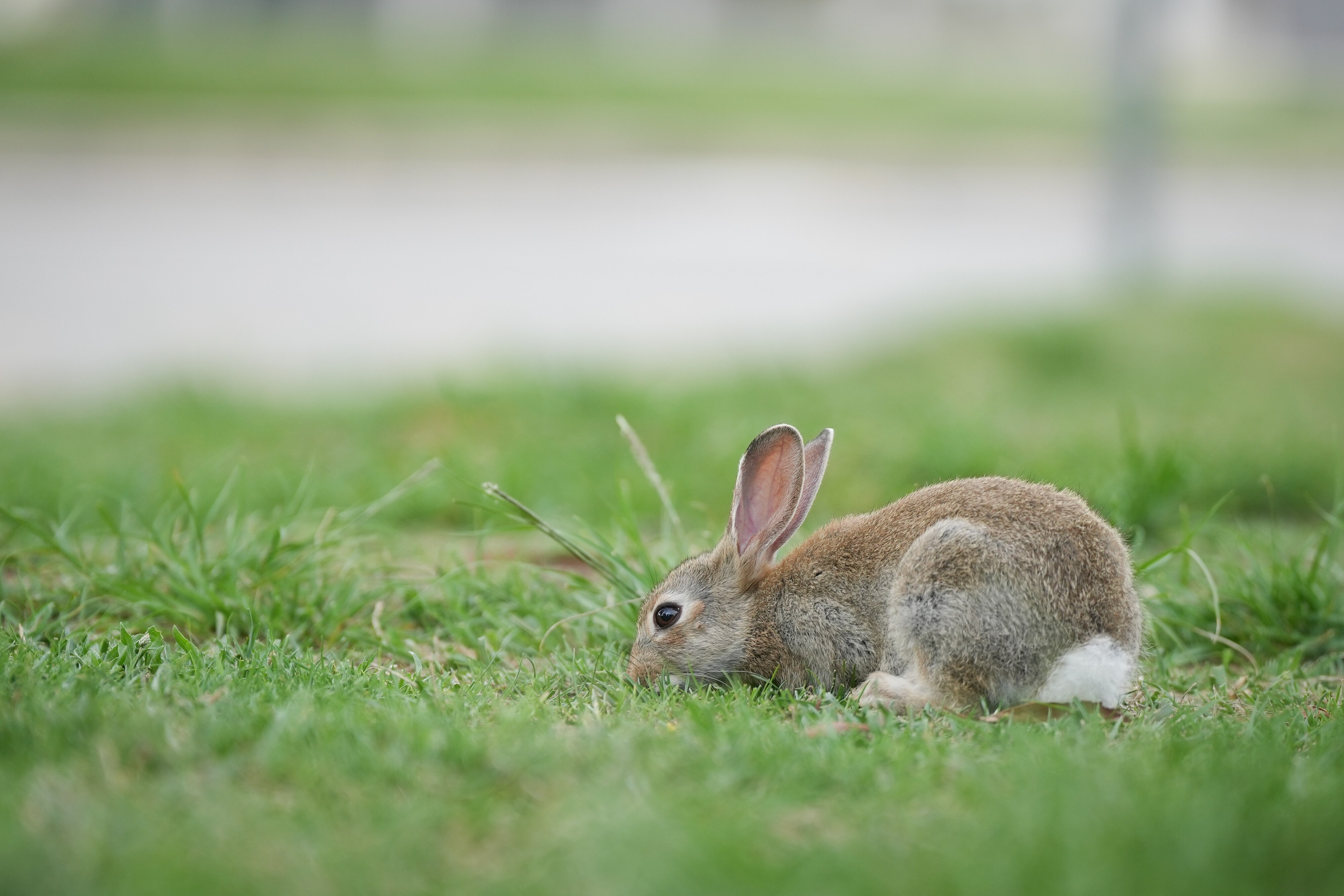 A rabbit outside Parliament House