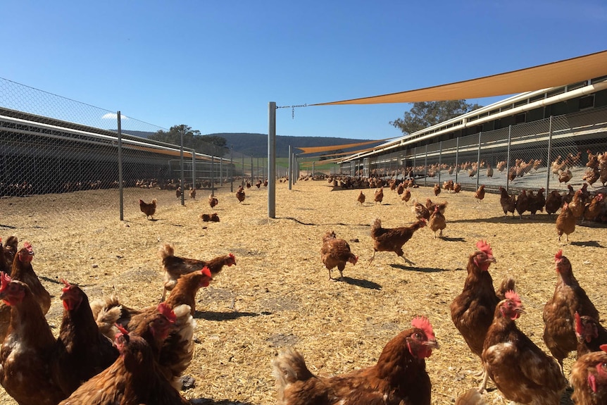 Dozens of chickens in an outdoor area with a shade cloth above and a shed to the right.