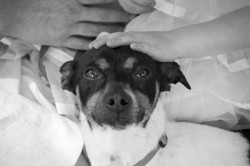 A close up shot of a jack russell dog looking at the camera while being petted