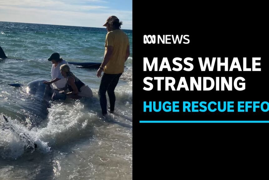 Mass Whale Stranding, Huge Rescue Effort: Volunteers monitor a whale in shallow water at a beach.