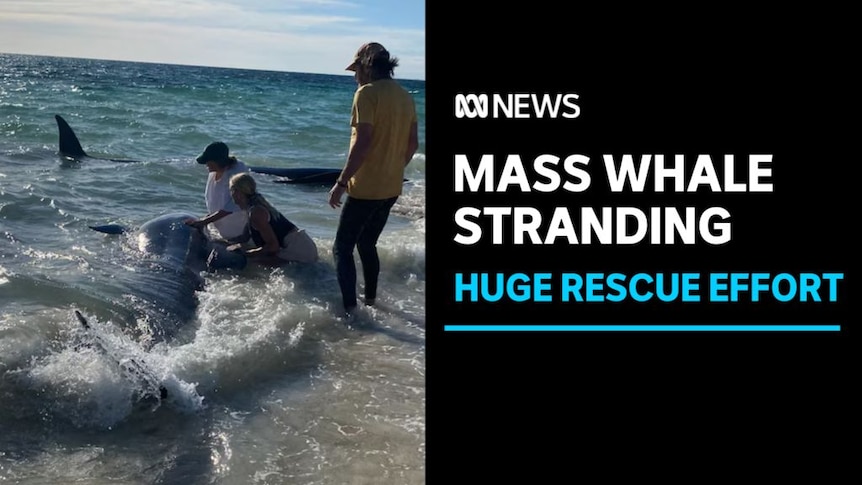 Mass Whale Stranding, Huge Rescue Effort: Volunteers monitor a whale in shallow water at a beach.