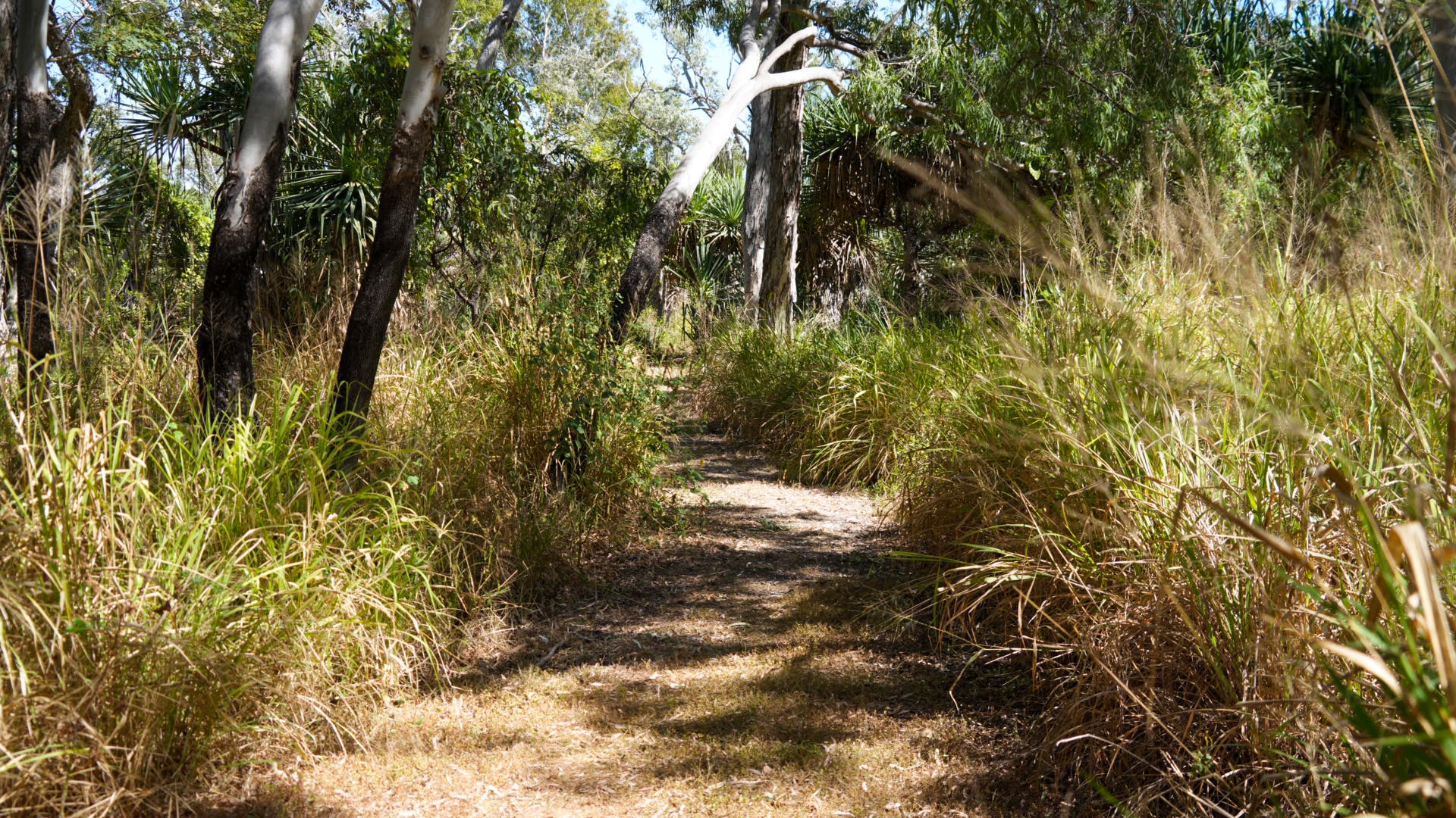 Nine arrested after teenager bashed and tied to tree