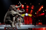 Elephants perform in Wilkes-Barre, Pennsylvania