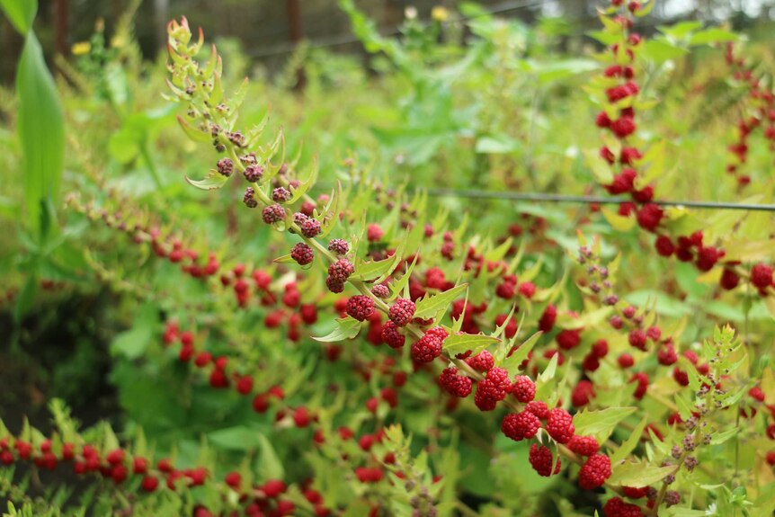 Long stems of bright red berries climb up wire rows