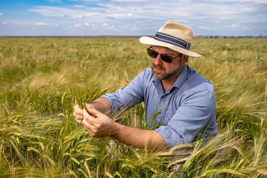 A man crouches in a field of wheat looking at a head of grain.
