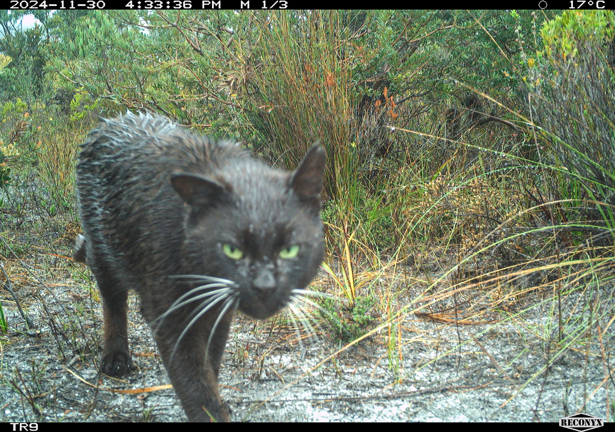 A feral cat captured on a trail camera.