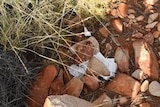 Rocks covering white toilet paper on hiking trail.