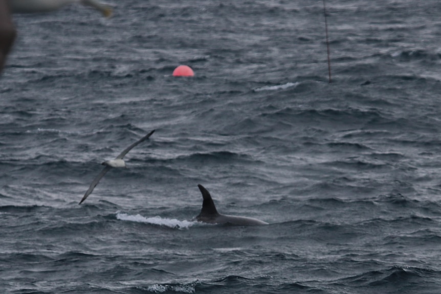 a killer whale in the ocean with a buoy from a long line fishing line in the background and a petrel