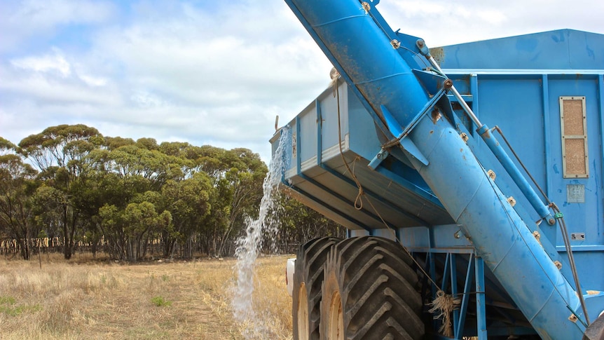 Last weekend's rain will boost some grain yields, but hold up those who have already started harvest in WA.