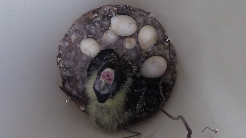 A black bird with yellow highlights sits at the bottom of a man-made nest with eggs surrounding it.