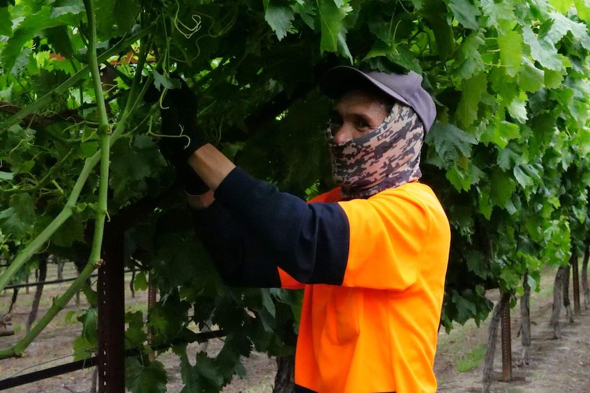 A worker picks grapes at a vineyard.