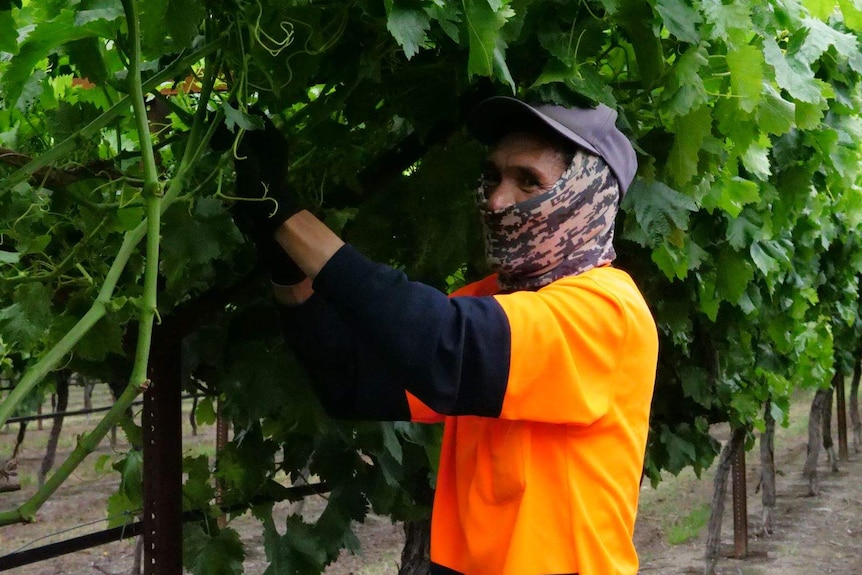 Un trabajador recoge uvas en un viñedo de WA.