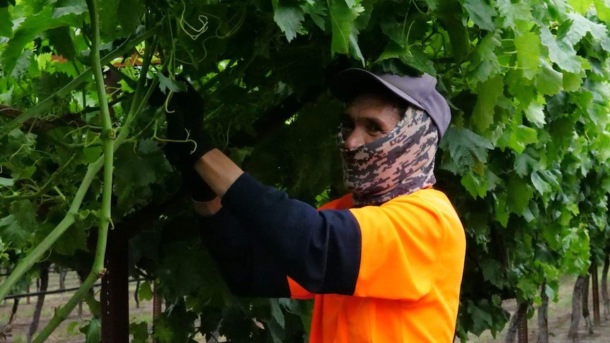A worker picks grapes at a WA vineyard.