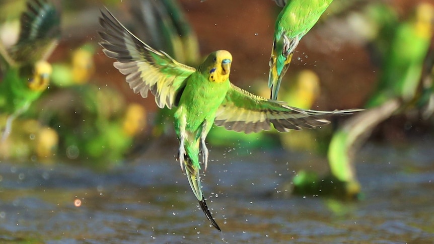 Green and yellow budgies with wings open and tail touching murky water
