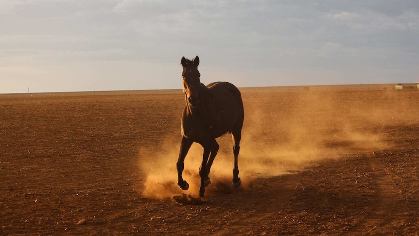 A horse runs through a dry and dusty paddock at Newstead station near Ilfracombe.